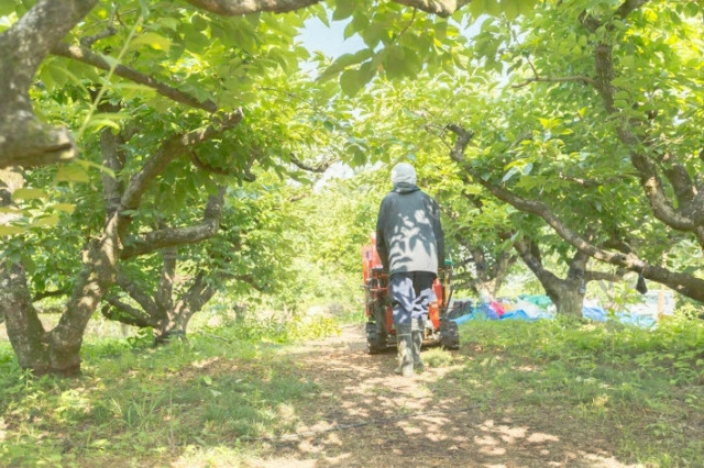 自社農園 柿の葉