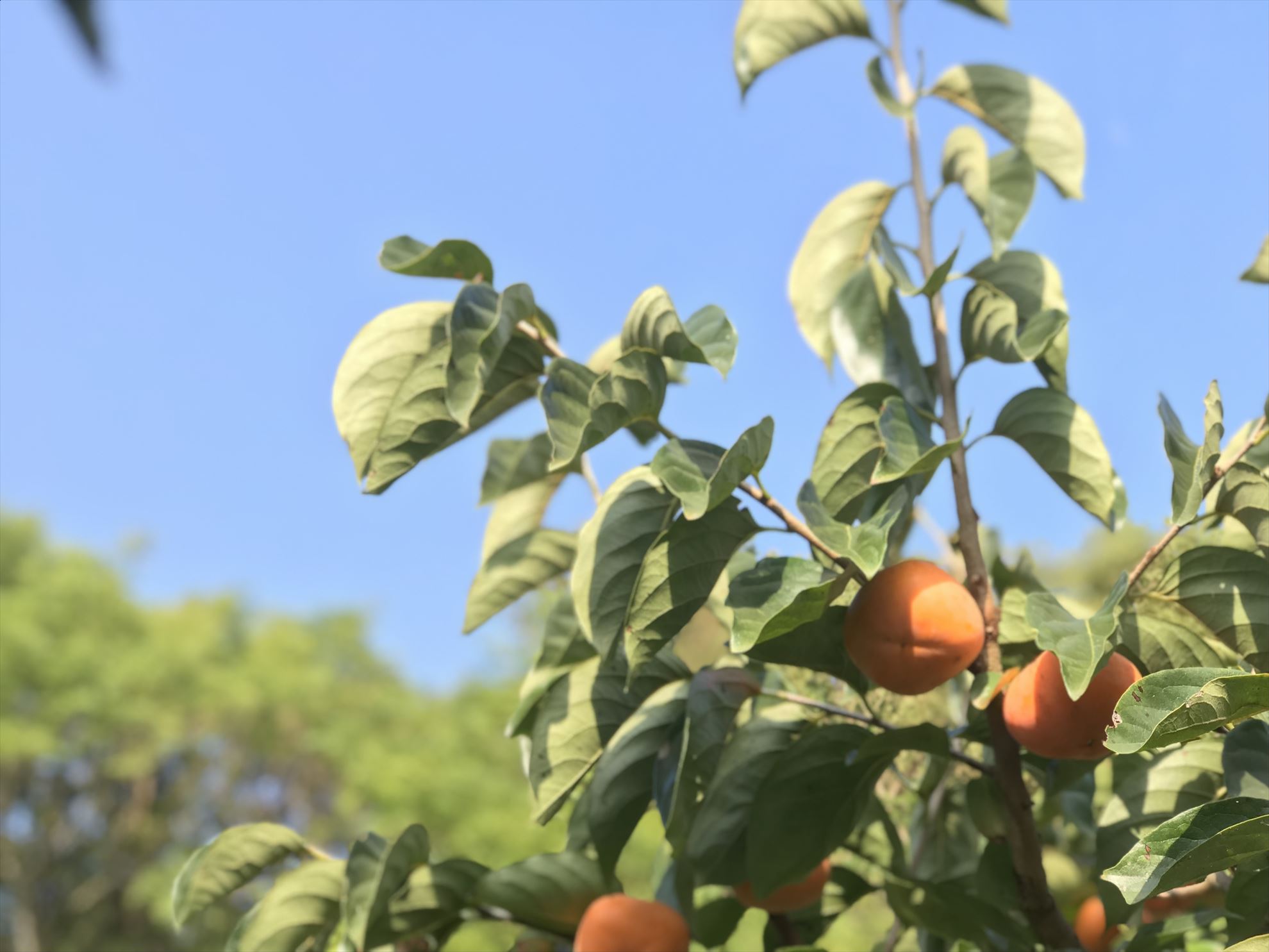 平核無柿